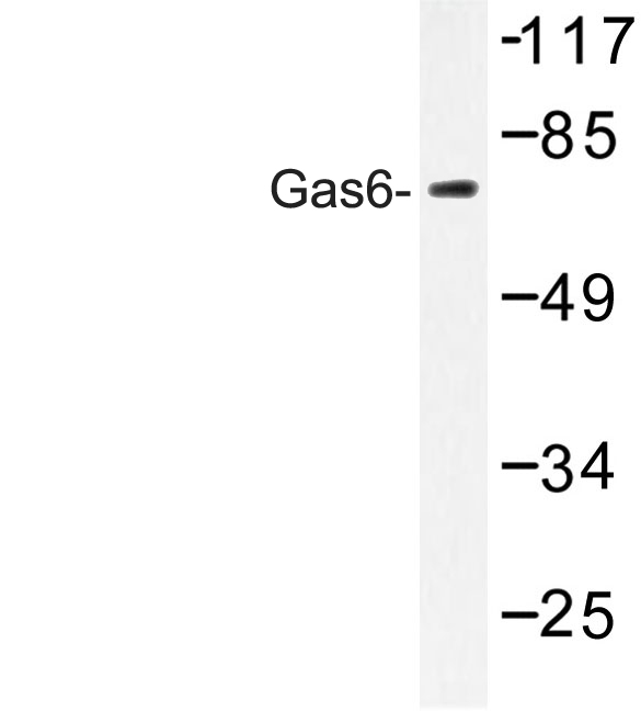 Western blot of Gas6 (G309) pAb in extracts from 293 cells.