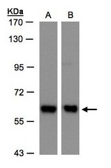 Sample (30 ug whole cell lysate). A: H1299, B: Hep G2. 7.5% SDS PAGE. COPD / ARCN1 antibody diluted at 1:500