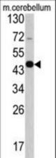 Western blot of GAS7 antibody in mouse cerebellum tissue lysates (35 ug/lane). GAS7 (arrow) was detected using the purified antibody.
