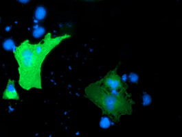 Anti-GAS7 mouse monoclonal antibody immunofluorescent staining of COS7 cells transiently transfected by pCMV6-ENTRY GAS7.
