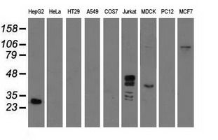Western blot of extracts (35 ug) from 9 different cell lines by using anti-GAS7 monoclonal antibody.