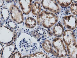 IHC of paraffin-embedded Human Kidney tissue using anti-GAS7 mouse monoclonal antibody. (Dilution 1:50).