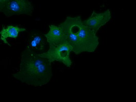 Anti-GAS7 mouse monoclonal antibody immunofluorescent staining of COS7 cells transiently transfected by pCMV6-ENTRY GAS7.