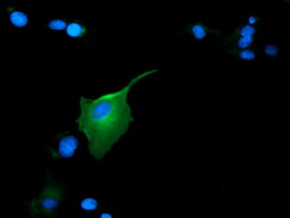 Anti-GAS7 mouse monoclonal antibody immunofluorescent staining of COS7 cells transiently transfected by pCMV6-ENTRY GAS7.