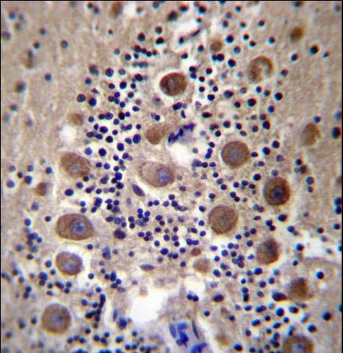 GPRASP2 Antibody immunohistochemistry of formalin-fixed and paraffin-embedded human cerebellum tissue followed by peroxidase-conjugated secondary antibody and DAB staining.