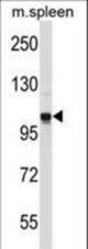 GPRASP2 Antibody western blot of mouse spleen tissue lysates (35 ug/lane). The GPRASP2 antibody detected the GPRASP2 protein (arrow).