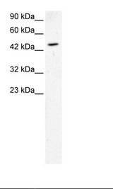 k562 Cell Lysate