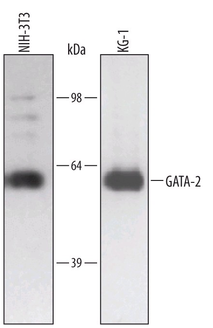 Detection of Human GATA-2 by Western Blot. Western blot shows lysates of NIH-3T3 mouse embryonic fibroblast cell line and KG-1 human acute myelogenous leukemia cell line. PVDF membrane was probed with 0.5 ug/ml of Human GATA-2 Antigen Affinity-purified Polyclonal Antibody followed by HRP-conjugated Anti-Goat IgG Secondary Antibody. A specific band was detected for GATA-2 at approximately 51 kD (as indicated). This experiment was conducted under reducing conditions.