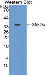 Western blot of recombinant GATA2.