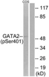 Western blot of extracts from COS7 cells treated with TNF 20ng/ml 5', using GATA2 (Phospho-Ser401) Antibody. The lane on the right was incubated with synthetic peptide.