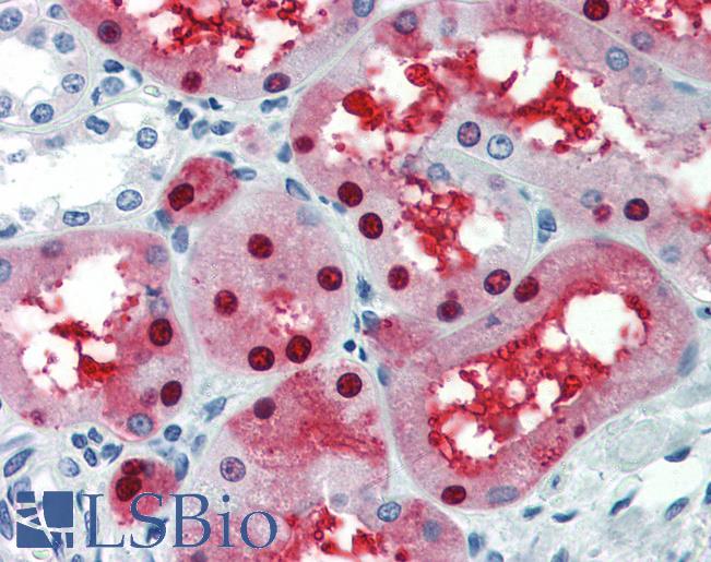 Anti-GATA3 antibody IHC of human kidney. Immunohistochemistry of formalin-fixed, paraffin-embedded tissue after heat-induced antigen retrieval. Antibody LS-B3482 concentration 5 ug/ml.