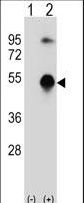 Western blot of GATA3 (arrow) using rabbit polyclonal GATA3 Antibody. 293 cell lysates (2 ug/lane) either nontransfected (Lane 1) or transiently transfected (Lane 2) with the GATA3 gene.