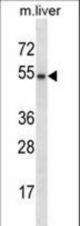 GATA3 Antibody western blot of mouse liver tissue lysates (35 ug/lane). The GATA3 antibody detected the GATA3 protein (arrow).