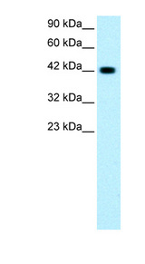 GATA3 antibody LS-B958 Western blot of Jurkat lysate.