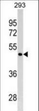 GATA4 Antibody (Ascites)western blot of 293 cell line lysates (35 ug/lane). The GATA4 antibody detected the GATA4 protein (arrow).
