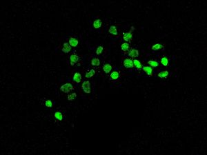 Immunofluorescent staining of HepG2 cells using anti-GATA4 antibody.