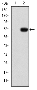Western blot using GATA5 monoclonal antibody against HEK293 (1) and GATA5-hIgGFc transfected HEK293 (2) cell lysate.