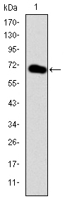 Western blot using GATA5 monoclonal antibody against human GATA5 (AA: 168-391) recombinant protein. (Expected MW is 49.6 kDa)