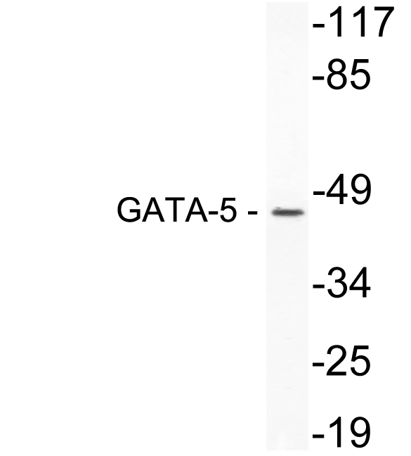 Western blot of GATA-5 (K293) pAb in extracts from 3T3 cells.