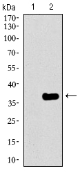 Western blot using GATA6 monoclonal antibody against HEK293 (1) and GATA6 (AA: 491-557)-hIgGFc transfected HEK293 (2) cell lysate.