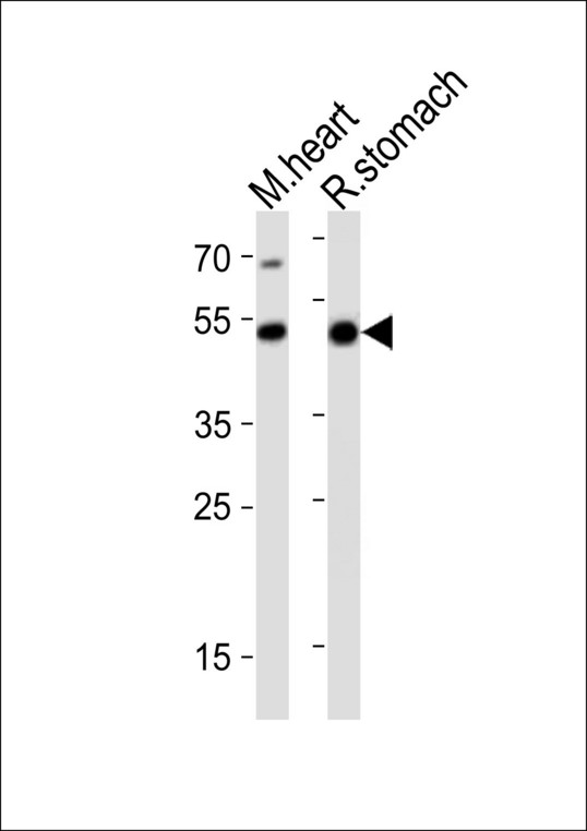 Western blot of lysates from mouse heart, rat stomach tissue lysate (from left to right) with Gata6 Antibody. Antibody was diluted at 1:1000 at each lane. A goat anti-rabbit IgG H&L (HRP) at 1:10000 dilution was used as the secondary antibody. Lysates at 20 ug per lane.
