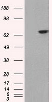IHC of paraffin-embedded lung using anti-GATA6 mouse monoclonal antibody.
