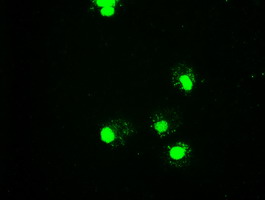 Anti-GATA6 mouse monoclonal antibody immunofluorescent staining of COS7 cells transiently transfected by pCMV6-ENTRY GATA6.