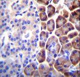 COPE Antibody immunohistochemistry of formalin-fixed and paraffin-embedded human pancreas tissue followed by peroxidase-conjugated secondary antibody and DAB staining.