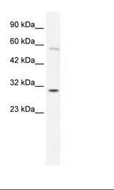 K562 Cell Lysate