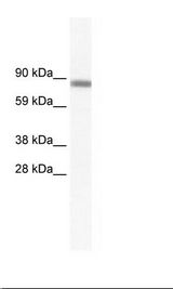SP2/0 Cell Lysate