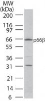 Western blot of p66b in 15 ugs of HeLa cell lysate using antibody at4 ug/ml.