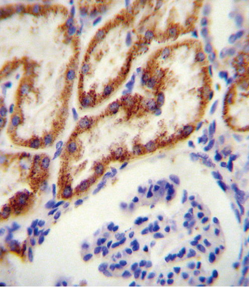 GATM antibody immunohistochemistry of formalin-fixed and paraffin-embedded human kidney tissue followed by peroxidase-conjugated secondary antibody and DAB staining.