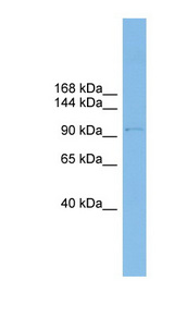 COPG antibody LS-C116612 Western blot of THP-1 cell lysate.