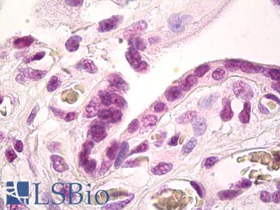 Anti-GAX / MEOX2 antibody IHC of human placenta. Immunohistochemistry of formalin-fixed, paraffin-embedded tissue after heat-induced antigen retrieval. Antibody LS-B8024 dilution 1:50.