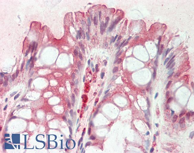 Anti-COPS2 / TRIP15 / ALIEN antibody IHC staining of human colon. Immunohistochemistry of formalin-fixed, paraffin-embedded tissue after heat-induced antigen retrieval.