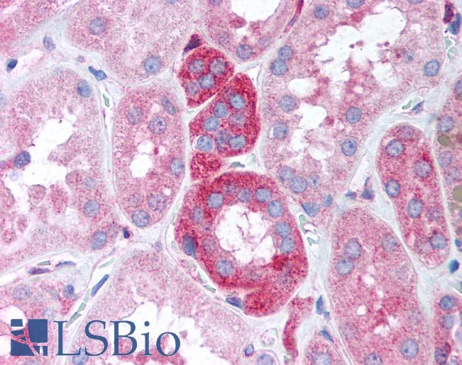 Anti-GNB5 antibody IHC of human kidney. Immunohistochemistry of formalin-fixed, paraffin-embedded tissue after heat-induced antigen retrieval. Antibody LS-B622 concentration 20 ug/ml.