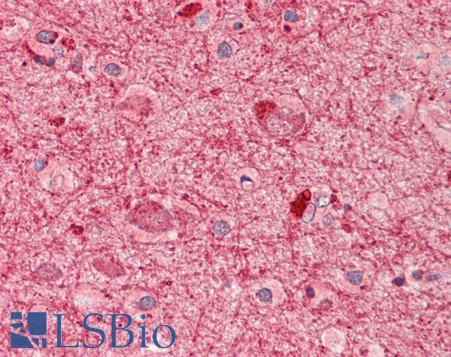 Anti-COPS2 / TRIP15 / ALIEN antibody IHC staining of human brain, cortex. Immunohistochemistry of formalin-fixed, paraffin-embedded tissue after heat-induced antigen retrieval. Antibody LS-B10680 dilution 1:75.