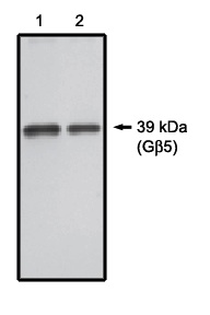 Western blot of G 5 antibody on 20 ng (1) and 10 ng (2) purified G 5 protein.
