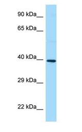 GB5 / GNB5 antibody Western Blot of Fetal Heart.