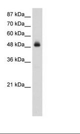 HepG2 Cell Lysate