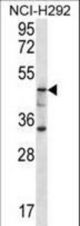 GBA3 Antibody western blot of NCI-H292 cell line lysates (35 ug/lane). The GBA3 antibody detected the GBA3 protein (arrow).