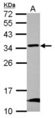 Sample (30 ug of whole cell lysate) A: U87-MG 12% SDS PAGE GBAS antibody diluted at 1:1000