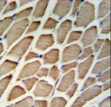 GBAS Antibody IHC of formalin-fixed and paraffin-embedded skeletal muscle followed by peroxidase-conjugated secondary antibody and DAB staining.