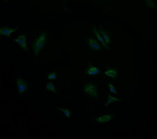 Immunofluorescent staining of HeLa cells using anti-GBAS mouse monoclonal antibody.