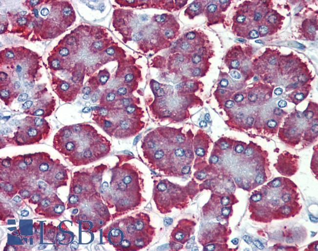 Anti-GBAS antibody IHC of human pancreas. Immunohistochemistry of formalin-fixed, paraffin-embedded tissue after heat-induced antigen retrieval. Antibody LS-B3865 concentration 5 ug/ml.