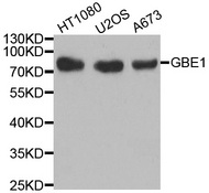 Western blot analysis of extracts of various cell lines, using GBE1 antibody.