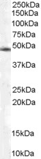 Antibody staining (0.03 ug/ml) of NIH-3T3 lysates (RIPA buffer, 30 ug total protein per lane). Primary incubated for 1 hour. Detected by Western blot of chemiluminescence.
