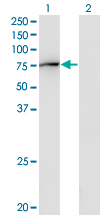 Western Blot analysis of GBP2 expression in transfected 293T cell line by GBP2 monoclonal antibody (M03), clone 2A10.Lane 1: GBP2 transfected lysate (Predicted MW: 67.2 KDa).Lane 2: Non-transfected lysate.