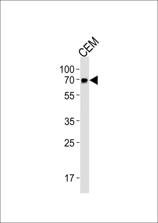 GBP2 Antibody western blot of CEM cell line lysates (35 ug/lane). The GBP2 antibody detected the GBP2 protein (arrow).