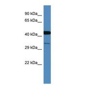 Western blot of Human Fetal Brain. COPS3 antibody dilution 1.0 ug/ml.